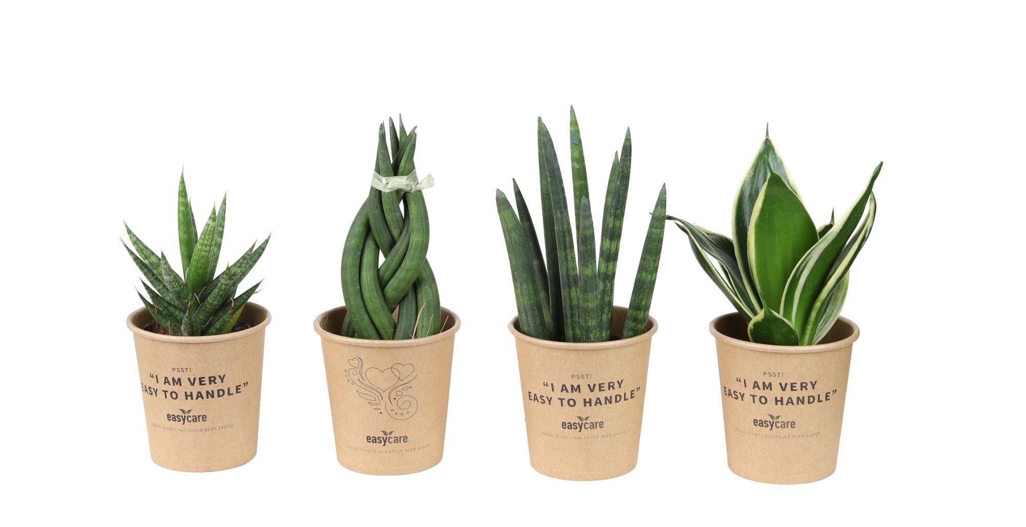 Paperpot Creations, 6 cm, D 7