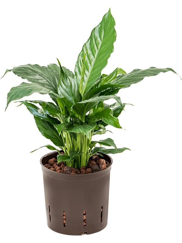 Spathiphyllum 'Hybriden', D 13