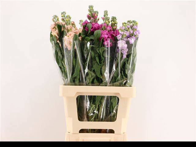 Маттиола од. Овериг 70, шт.