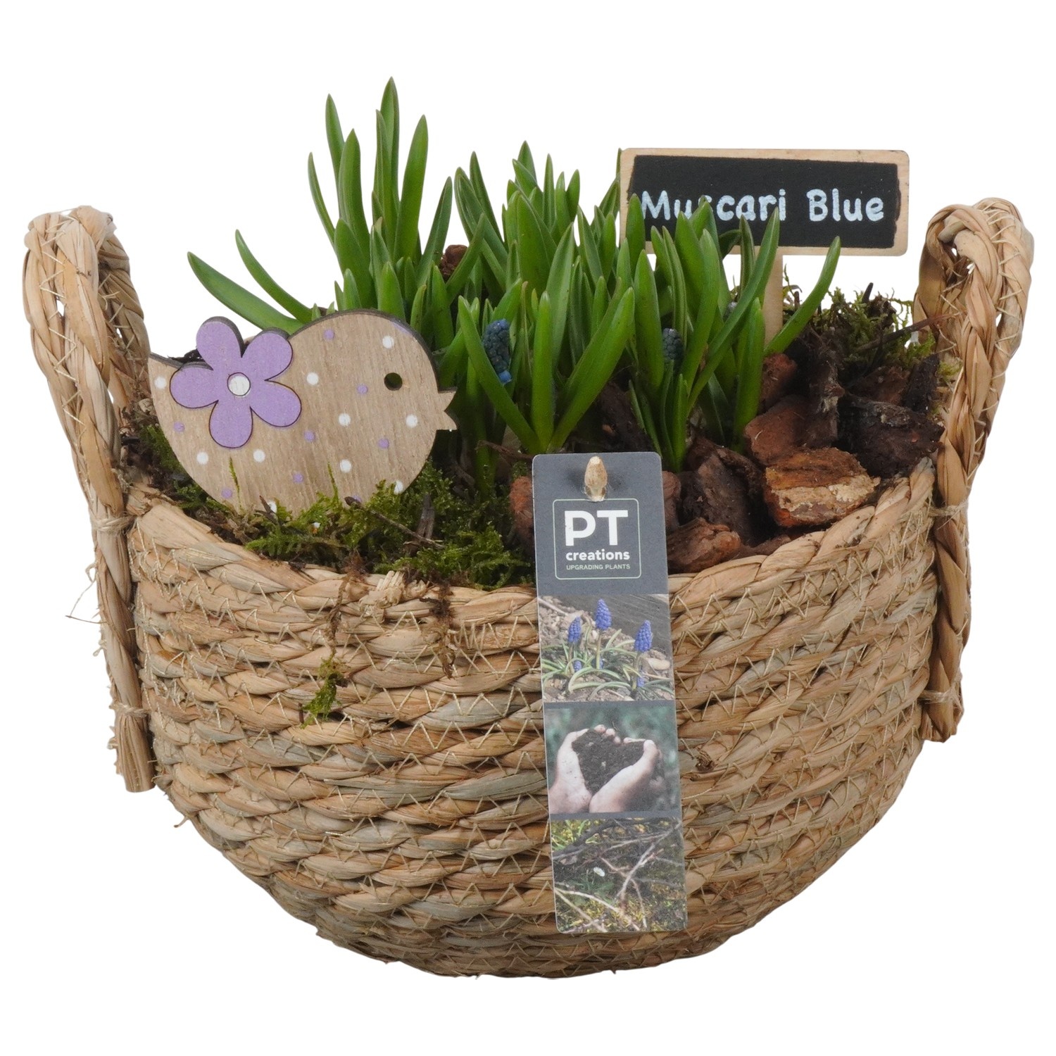 PTMB6201 Arrangement Muscari Blue in riet mand, D 20