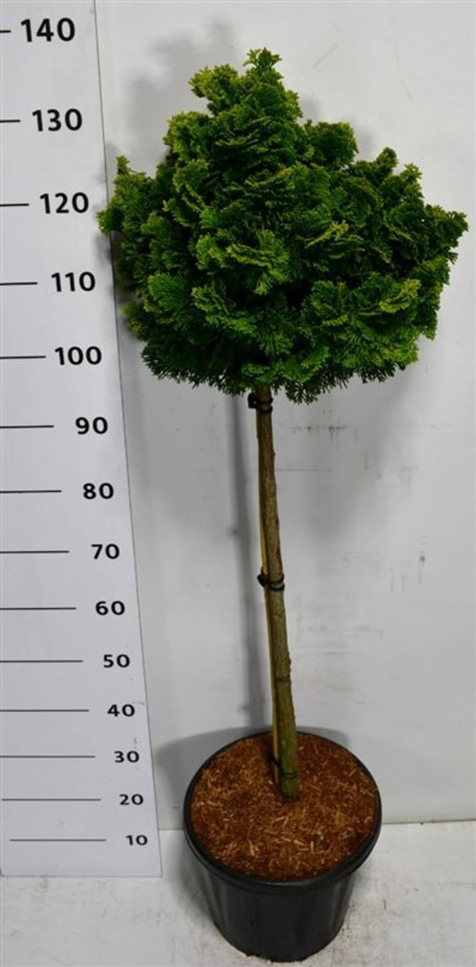 Chamaecyparis o. 'Nana Gracilis', D 38