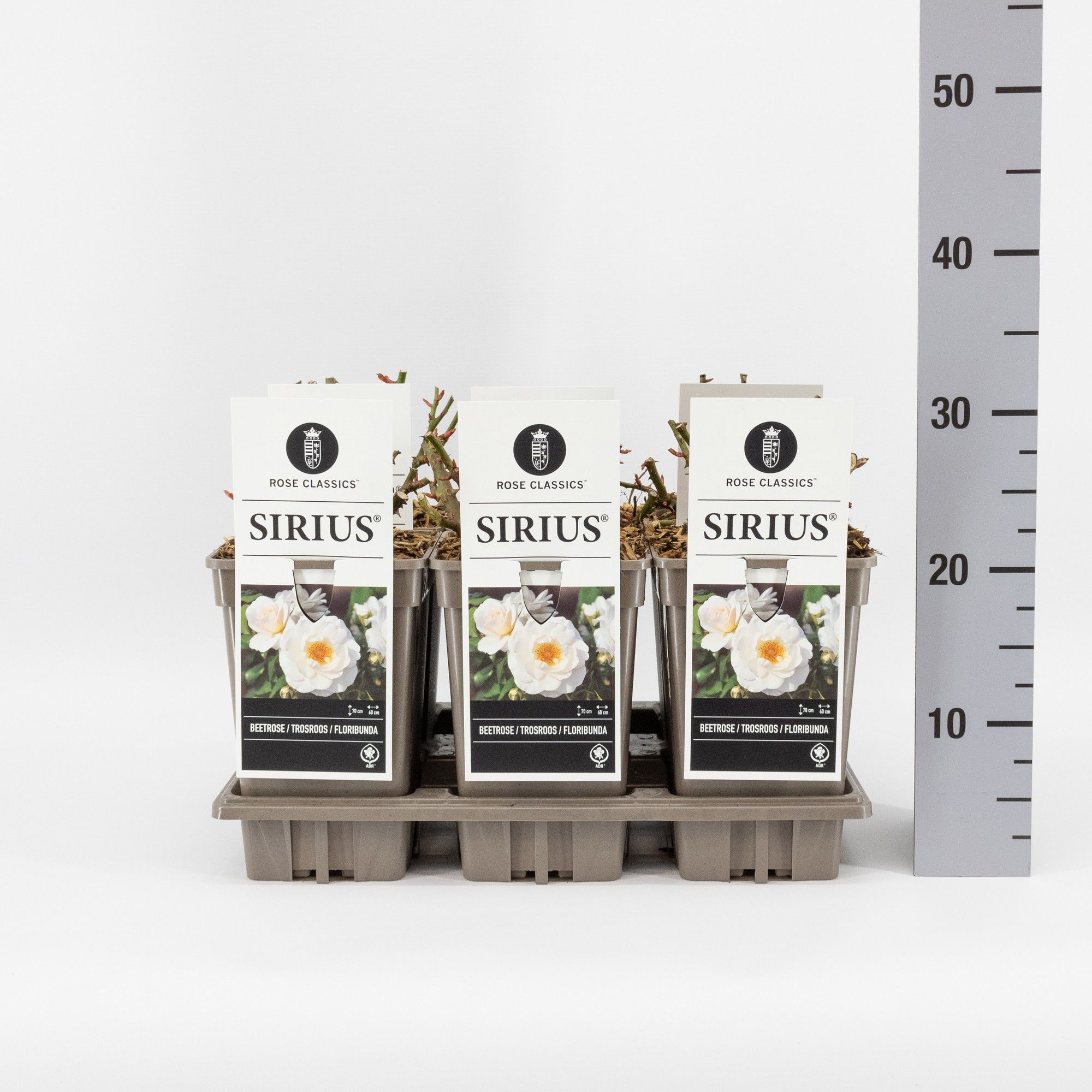 Rosa (F) Sirius ®, C3, D 17