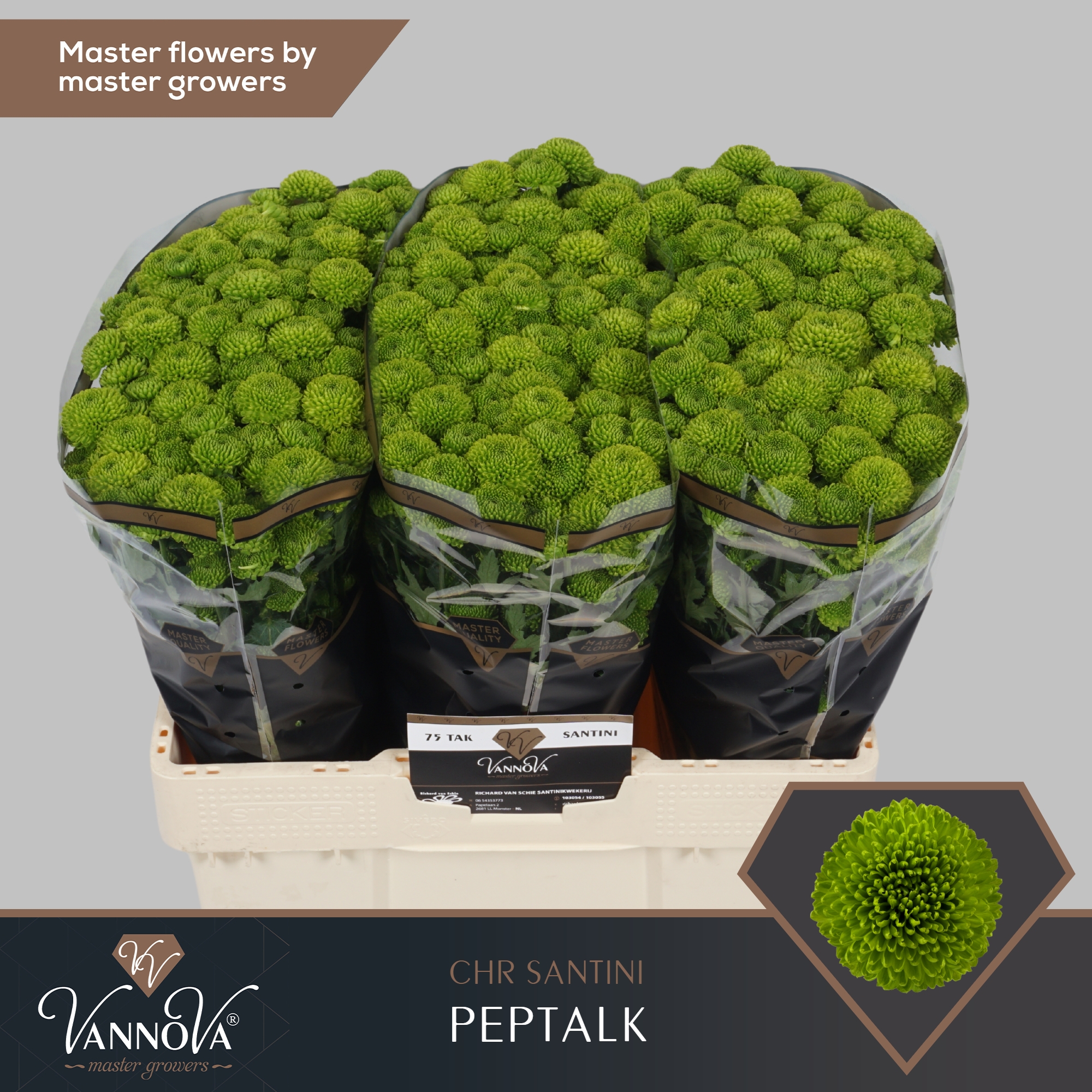 Сантини Пепток (зел.), шт.