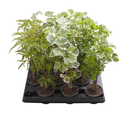 POLYSCIAS BALFOURIANA MIX STEMS, D 6