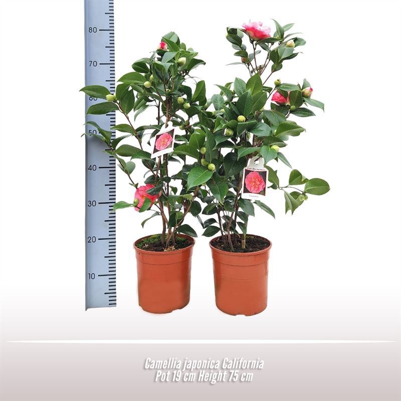 Camellia japonica California, D 19