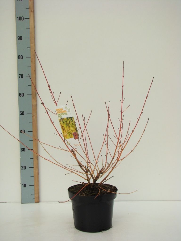 Cornus sang. 'Midwinter Fire' C 4,6, D 23