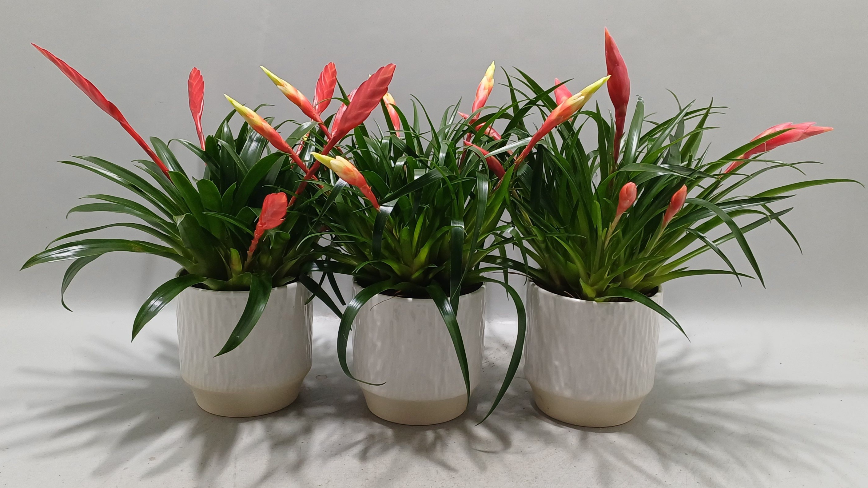 Vriesea Multiflower gemengd In Luna keramiek, D 12