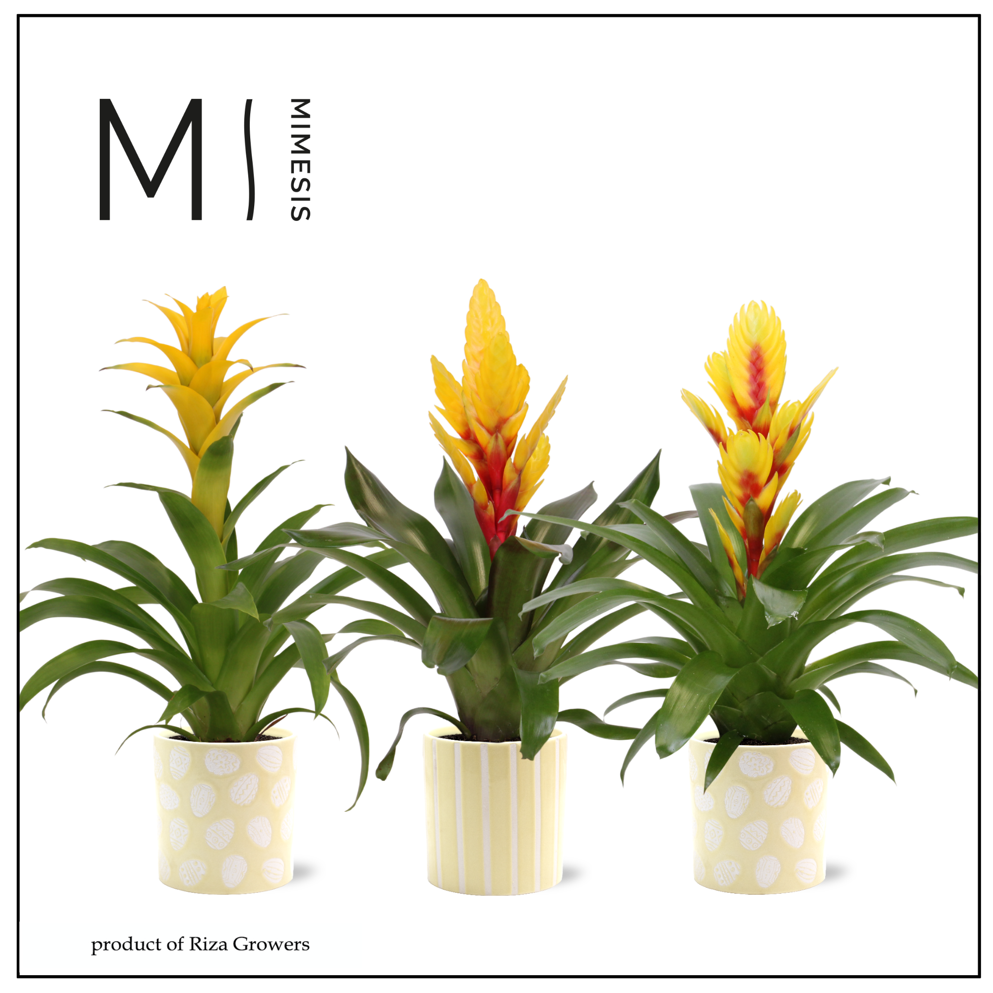 Bromelia Easter - 12cm in Sevilla | Mimesis, D 12