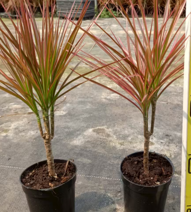 Драцена маргината рейнбоу 11 40