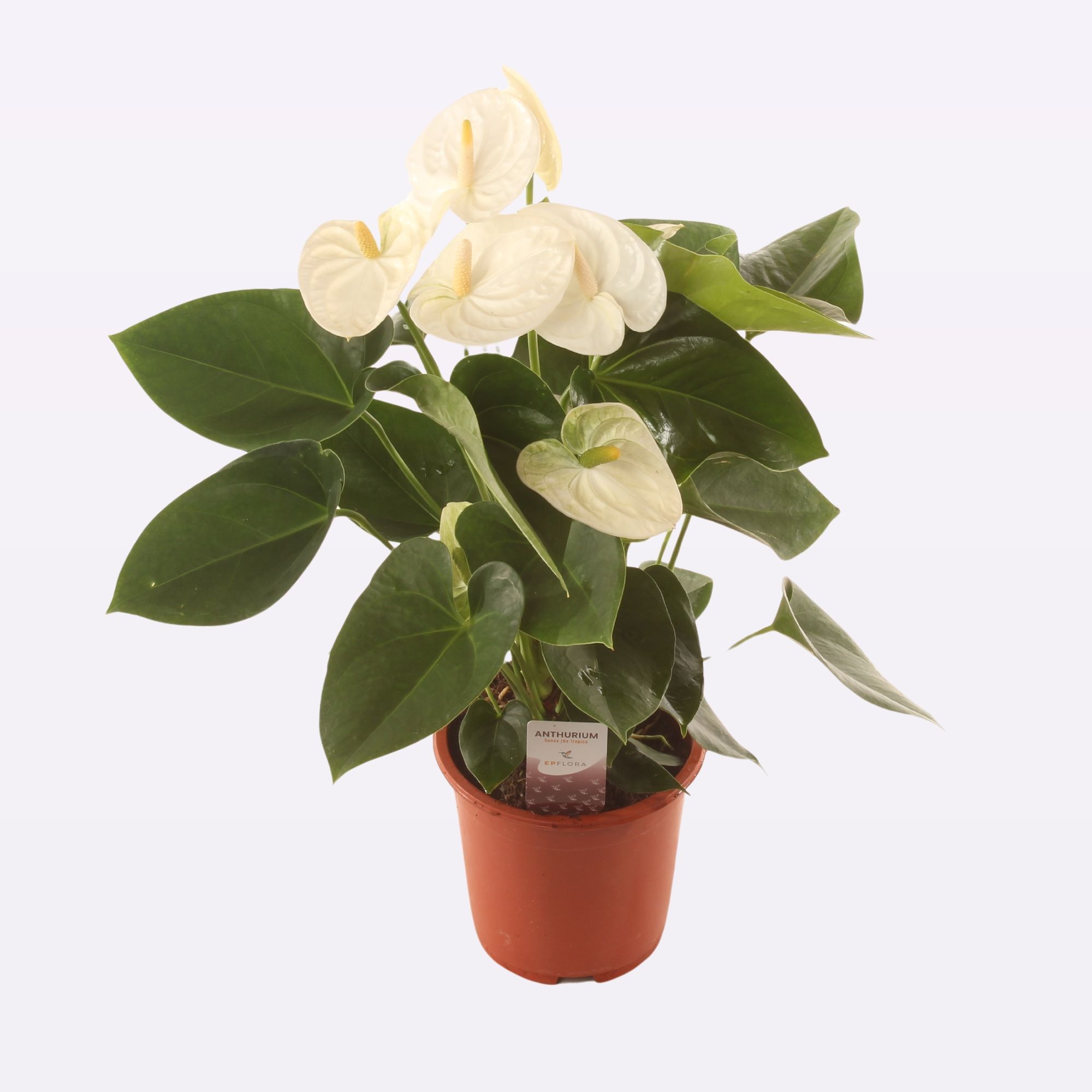 Anth. Arisa White P17., D 17