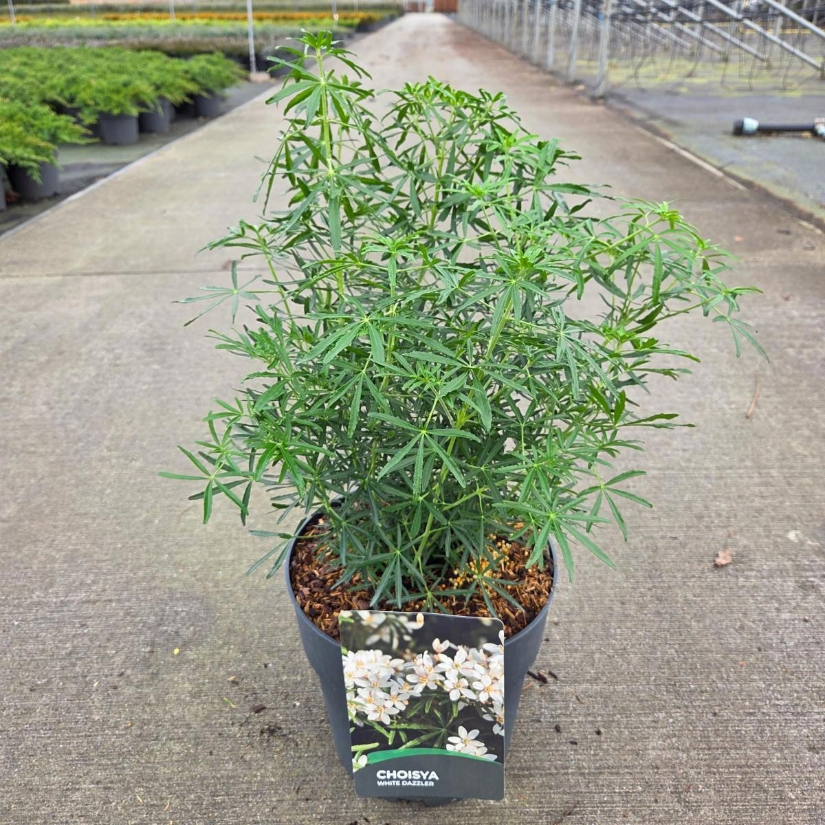 Choisya t. White Dazzler, D 29