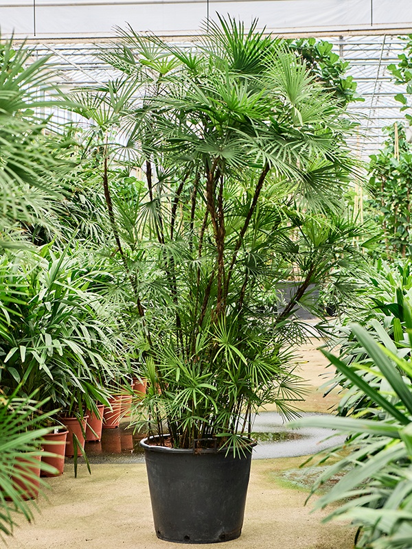 Rhapis multifida, D 55 cm