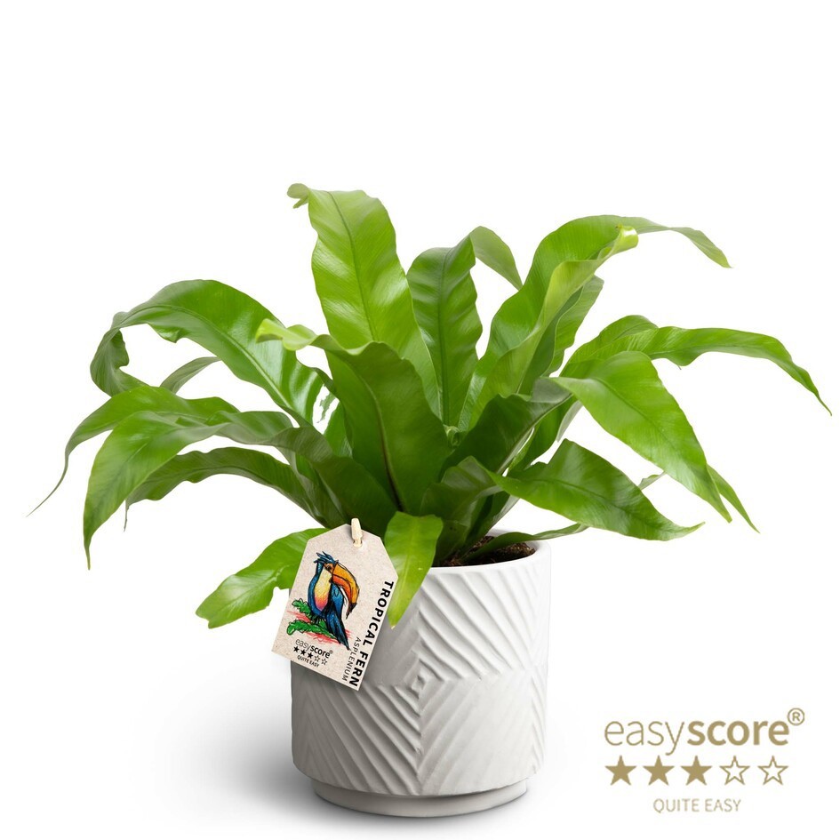 ASPLENIUM ANTIQUUM, D 12