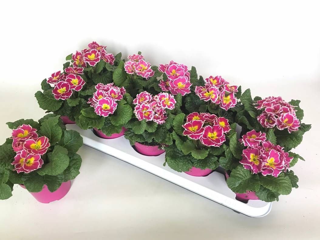 Primula vulgaris 'Sweetie', rose-wit, D 11