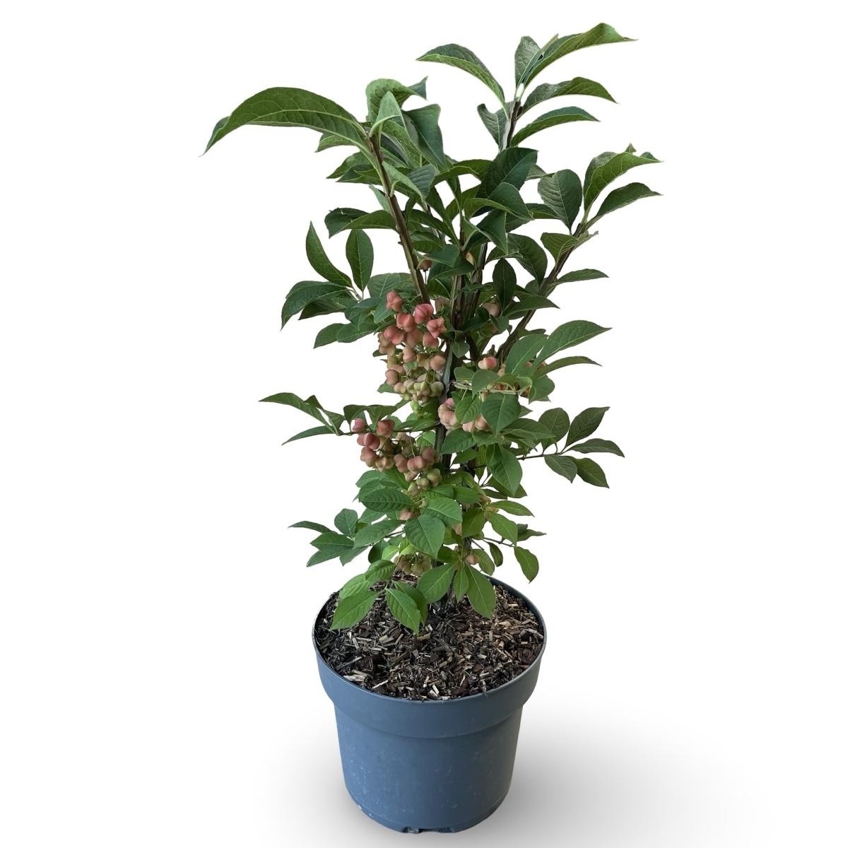 Euonymus phellomanus, D 18