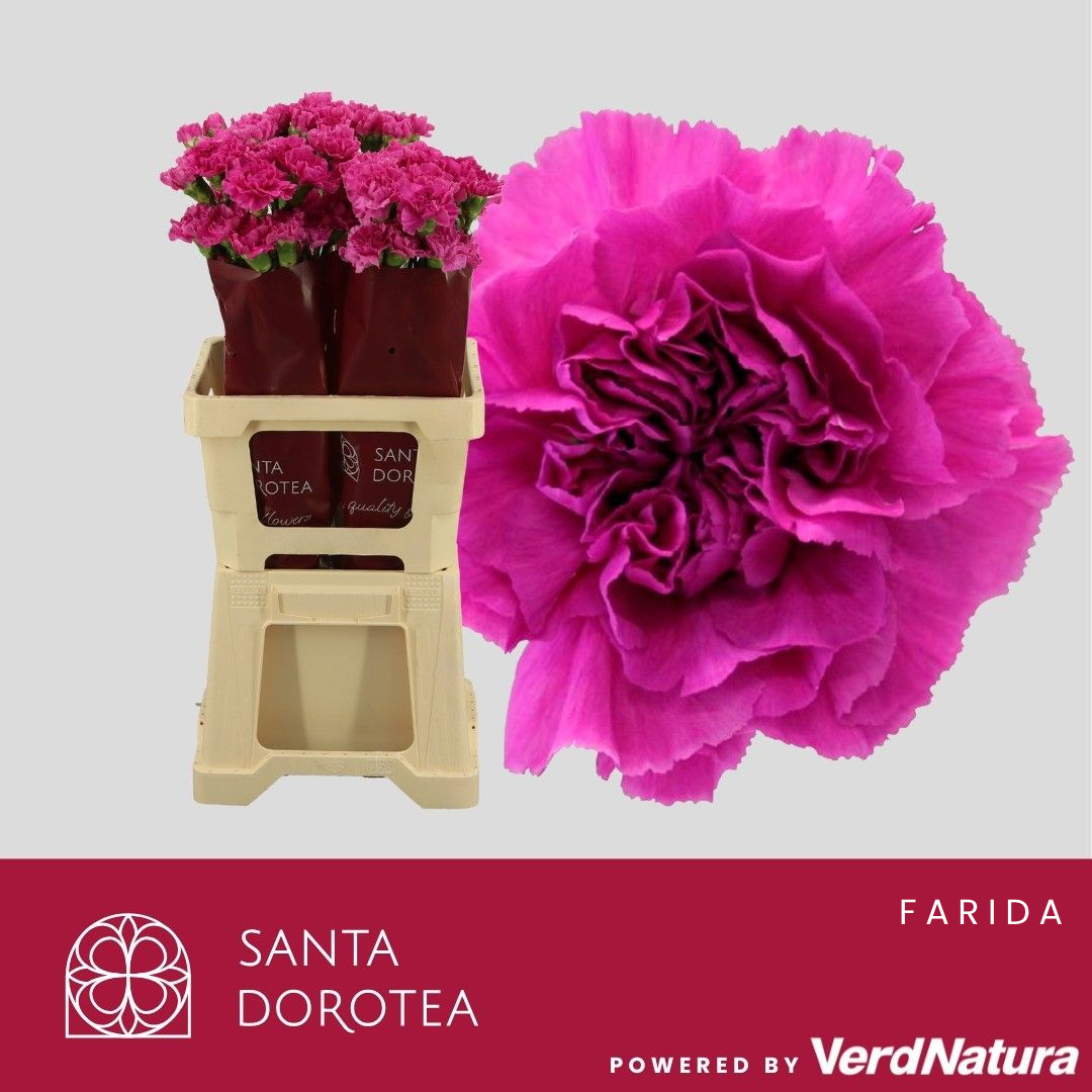 Диантус од. Фарида, шт.