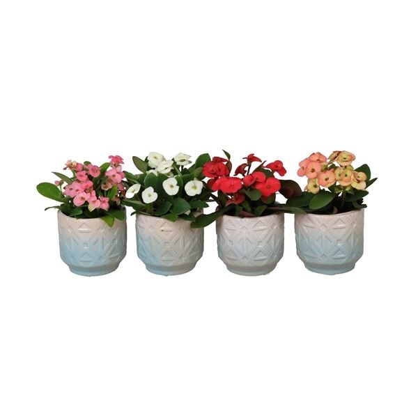 L 67037 With Euphorbia Milii 6 cm, D 6 cm