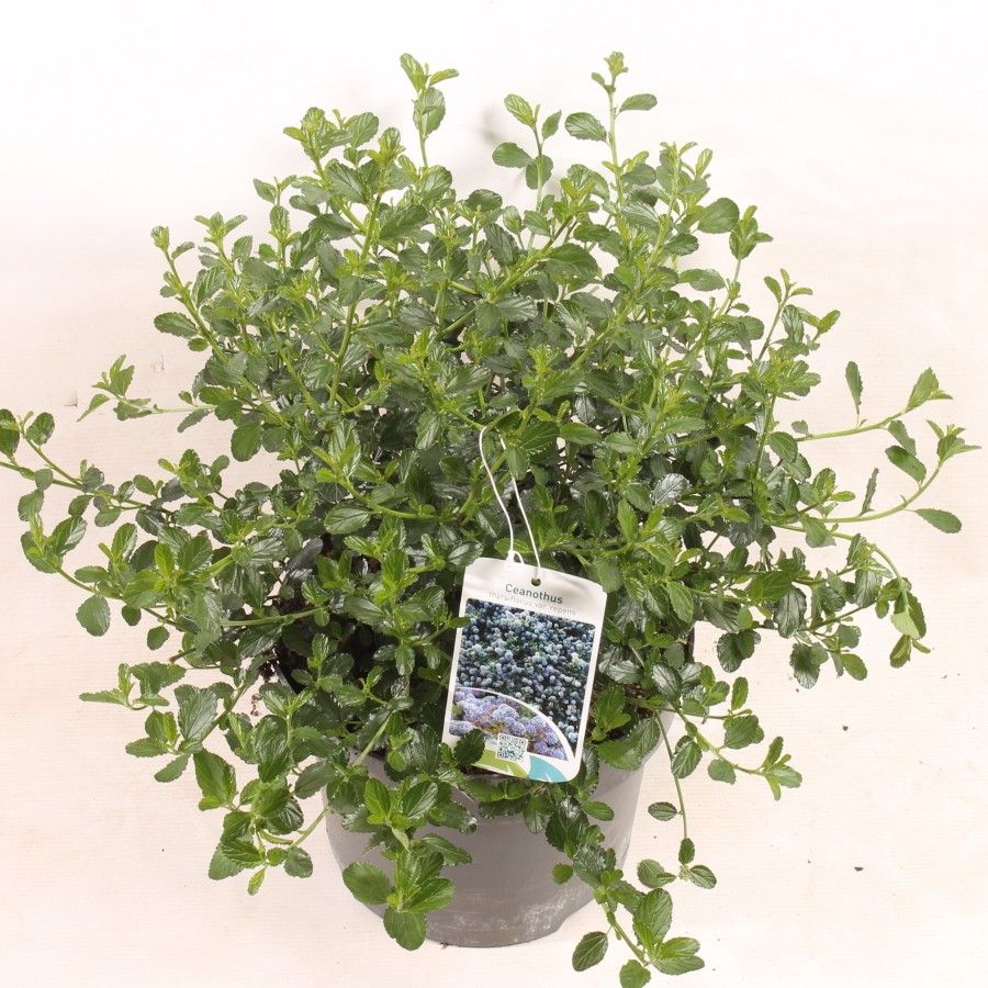 Ceanothus thyrsiflorus var. repens, D 23