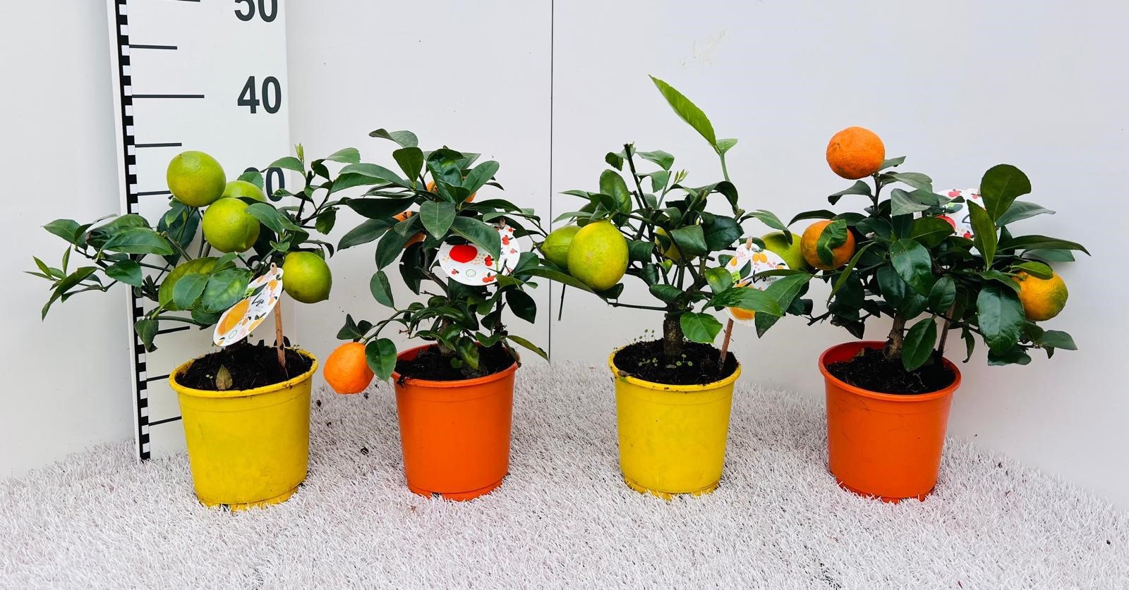 Citrus Mix-Tray 3 Var. medi-stem (s2), D 14