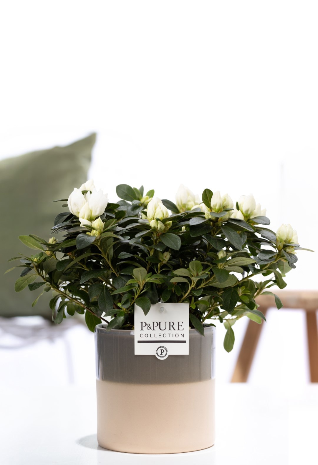 1st class Azalea white in P&PURE Tess 2 ceramics green, D 12