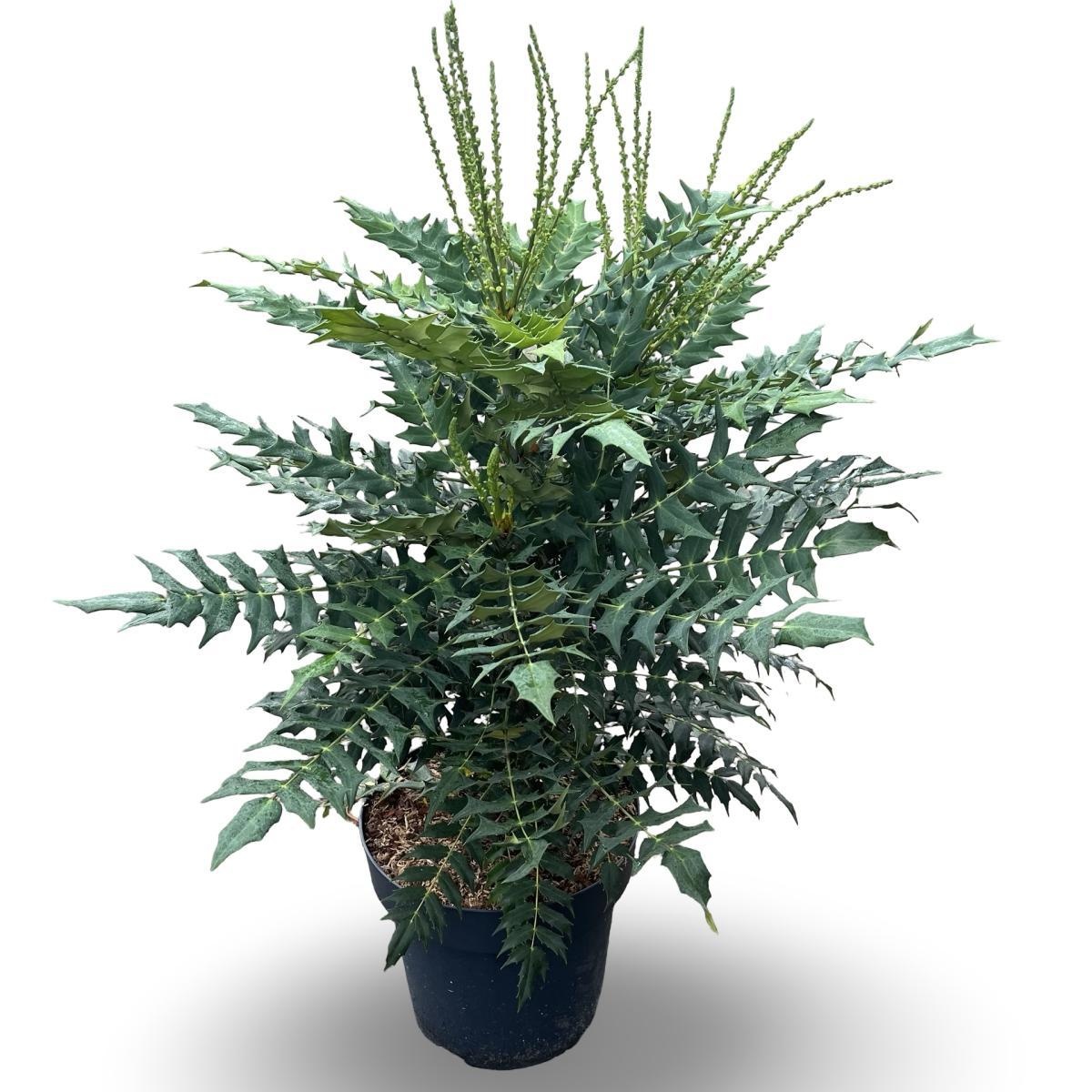 Mahonia media 'Winter Sun', D 32 cm
