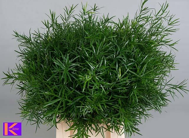 Аспарагус Фалькатус 65, шт.