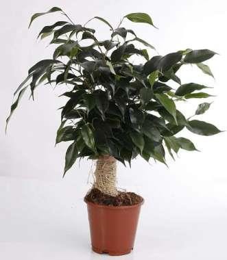 FICUS BENJAMINA 'DANIELLE', D 12