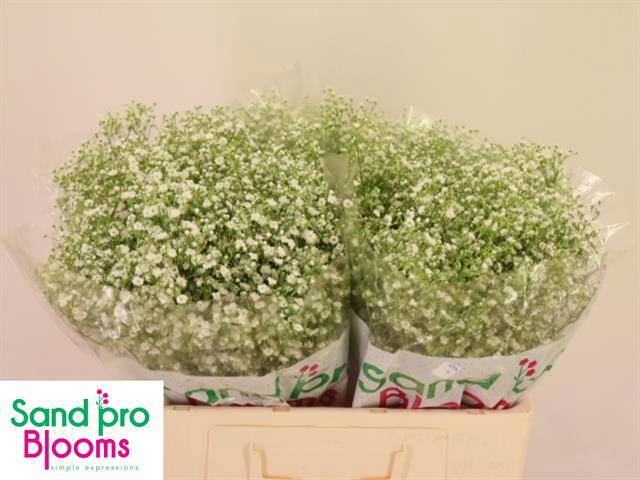 Гипсофила Дискавери 50, шт. Гипсофила Дискавери 50, шт.