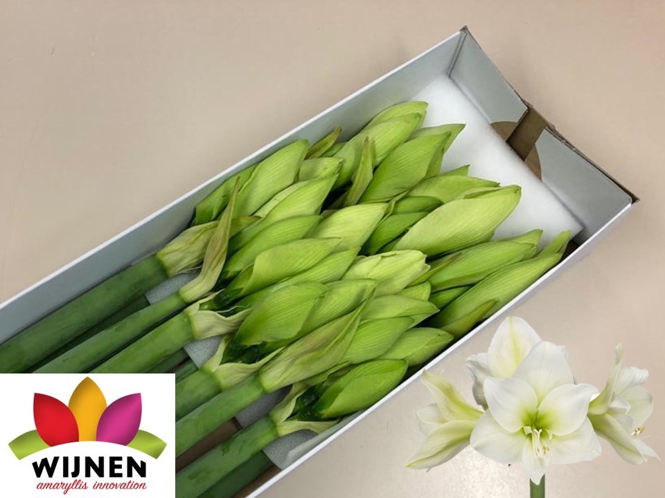 Амарилис Албарино (бел.) x12, шт.