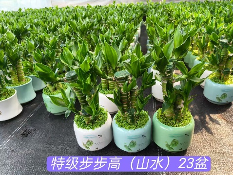 Драцена сандериана Премиум степ-бй-степ Хигх (Микс Трей Пакагинг) 12圆瓷盆 12 26