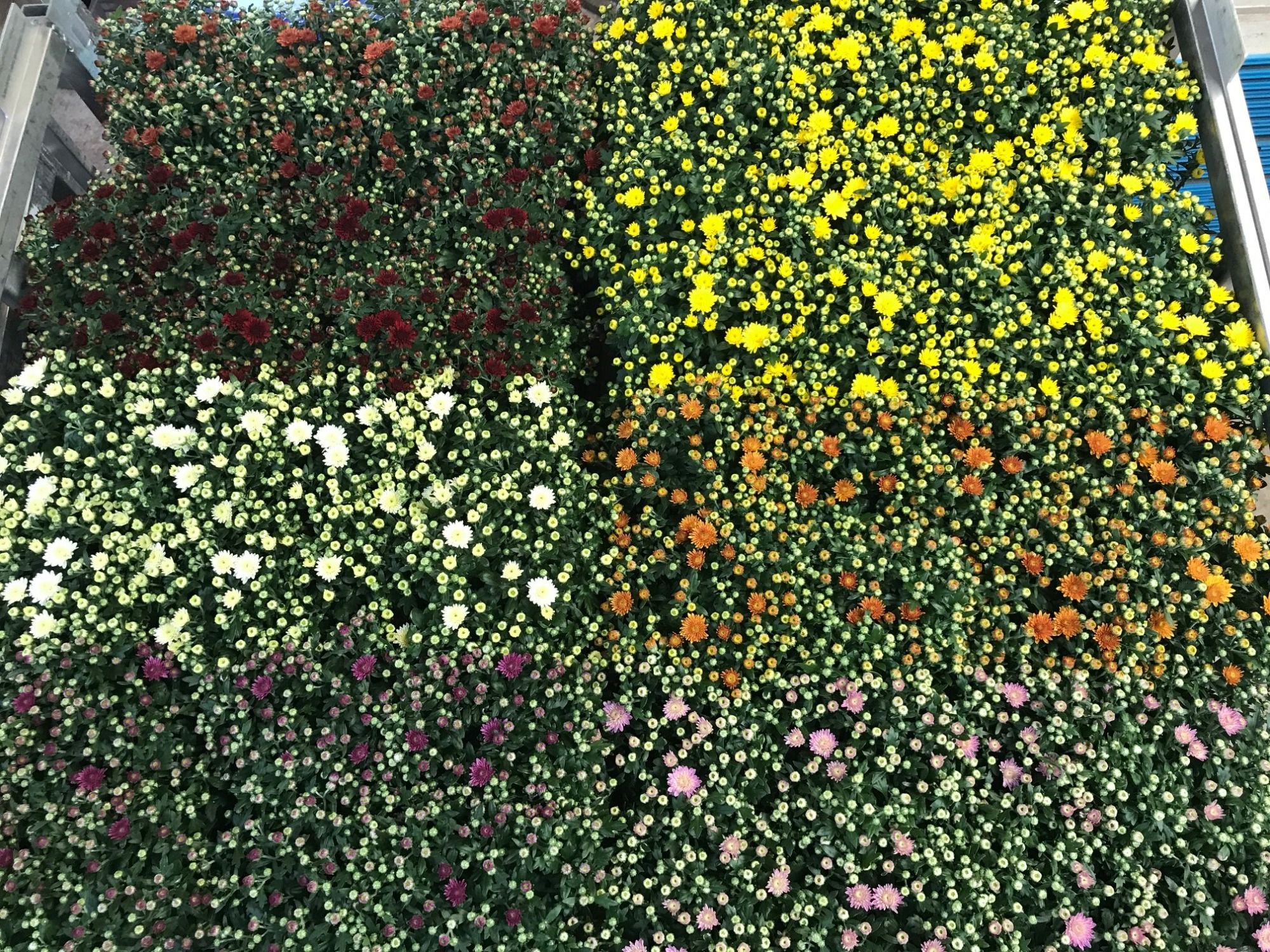 Chrysant Gardenmum mix laag 10,5cm, D 10,5