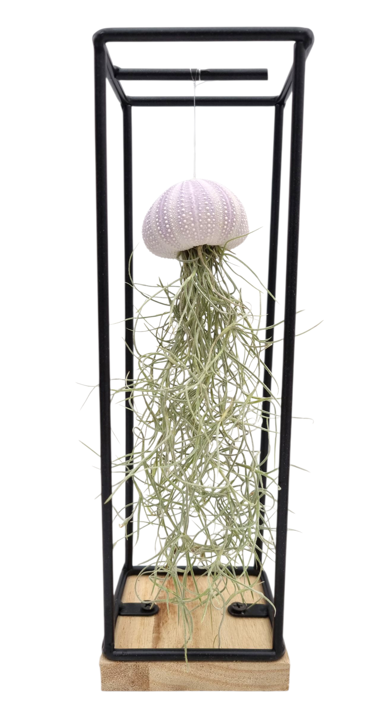 Tillandsia schelp hangframe medium, D 9