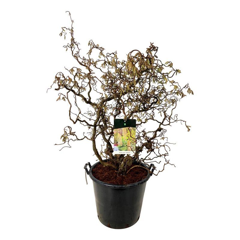 Corylus a. 'Contorta', D 50 cm