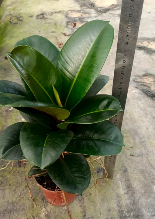 Фикус Грин Голд Кинг 12 40