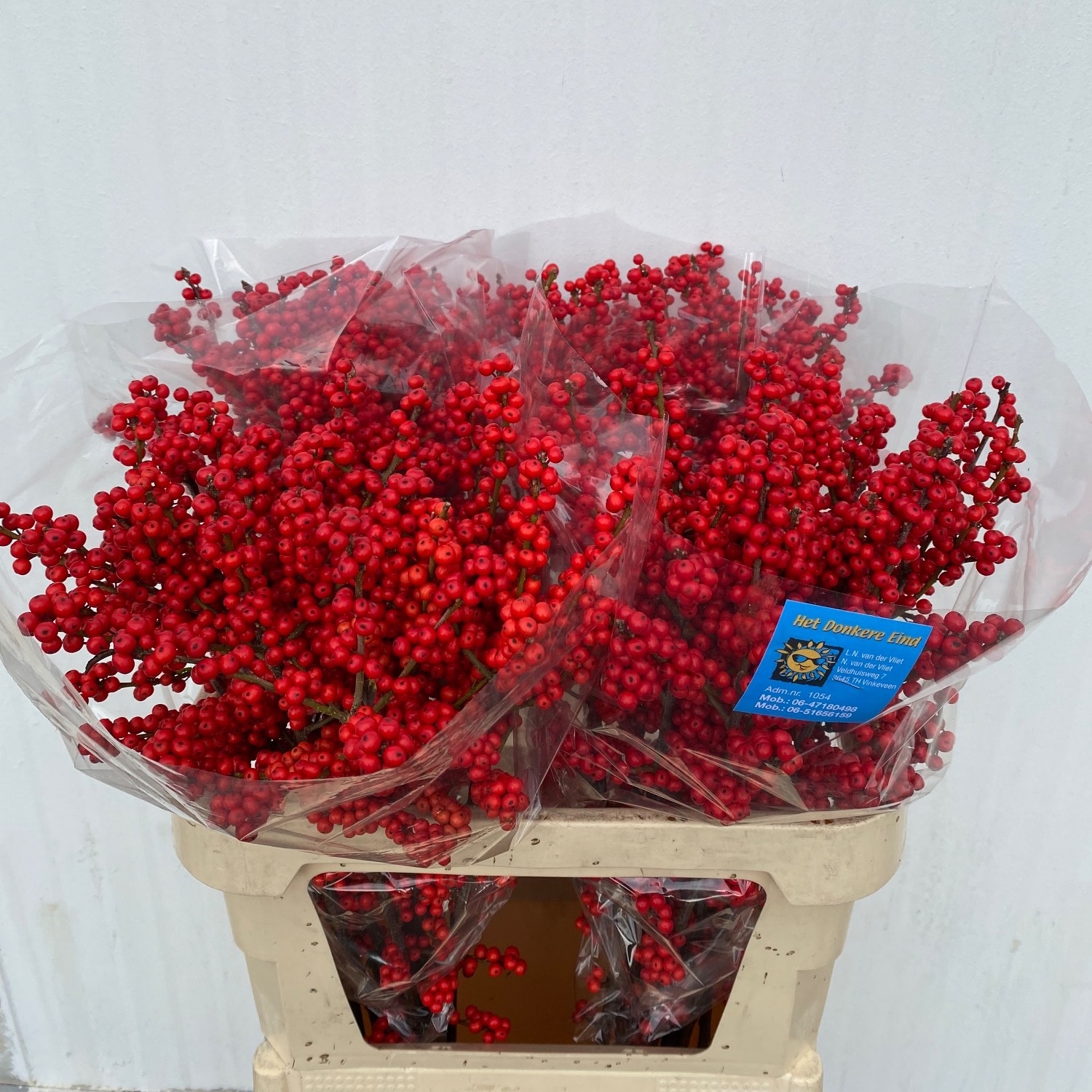 Илекс Красные ягоды 80, шт.