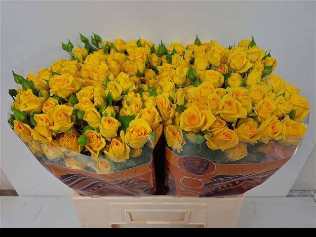 Роза куст. Мариса 60, шт.