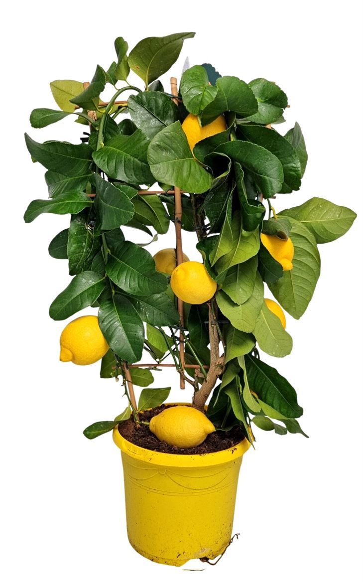 Citrus Lemon Lunario Grafted Trellis, D 19