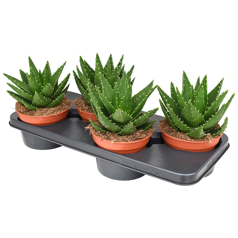 Aloe Mitriformis, D 15