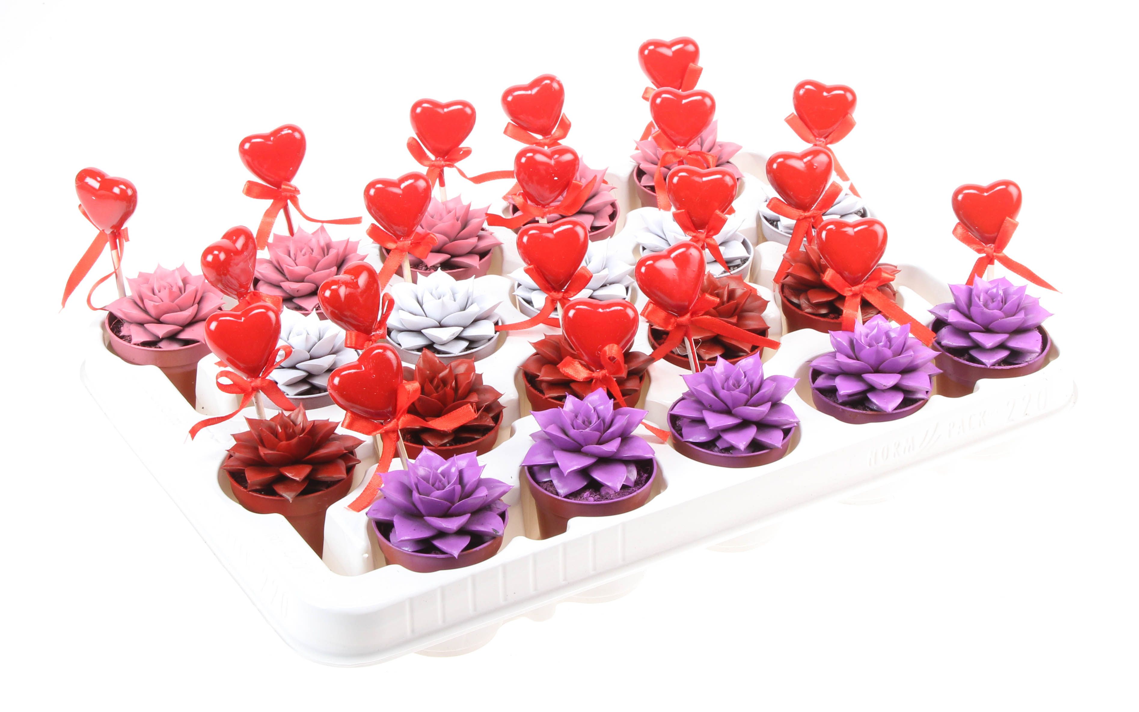 Purper rainbow + hartje, D 5,5