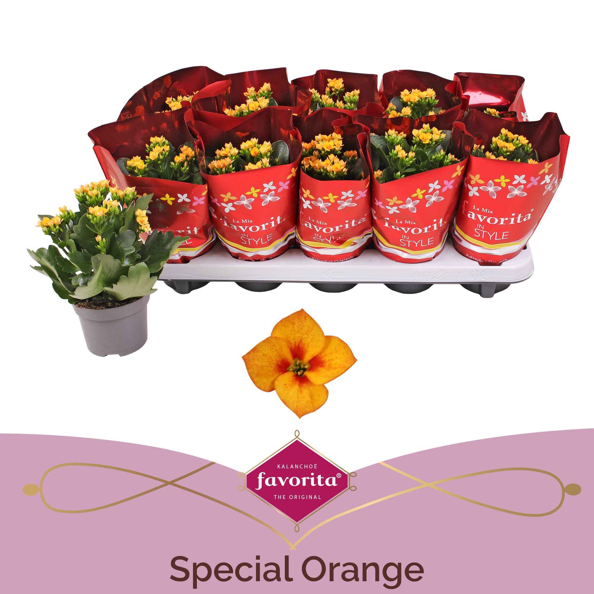 Kalanchoë Favorita Special Orange, D 10,5