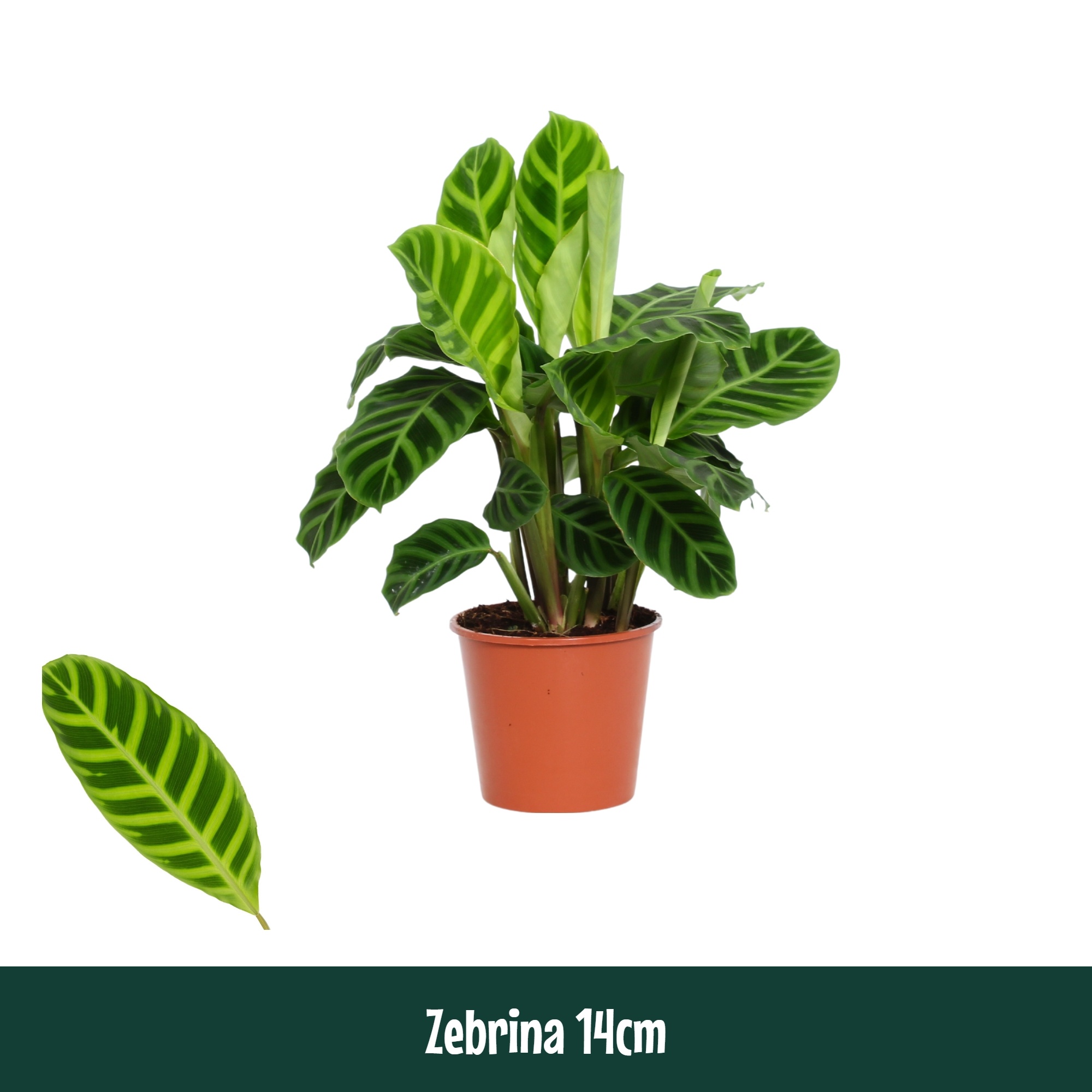 Calathea 14cm Zebrina - Living, D 14