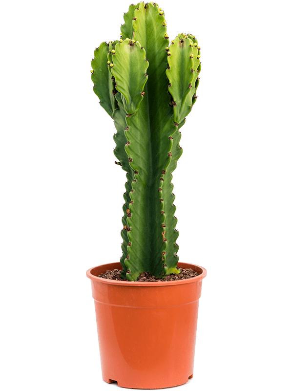 Euphorbia ingens, D 24