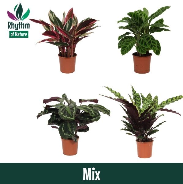 Calathea 14cm gemengd - Rhythm of Nature zonder hoes, D 14