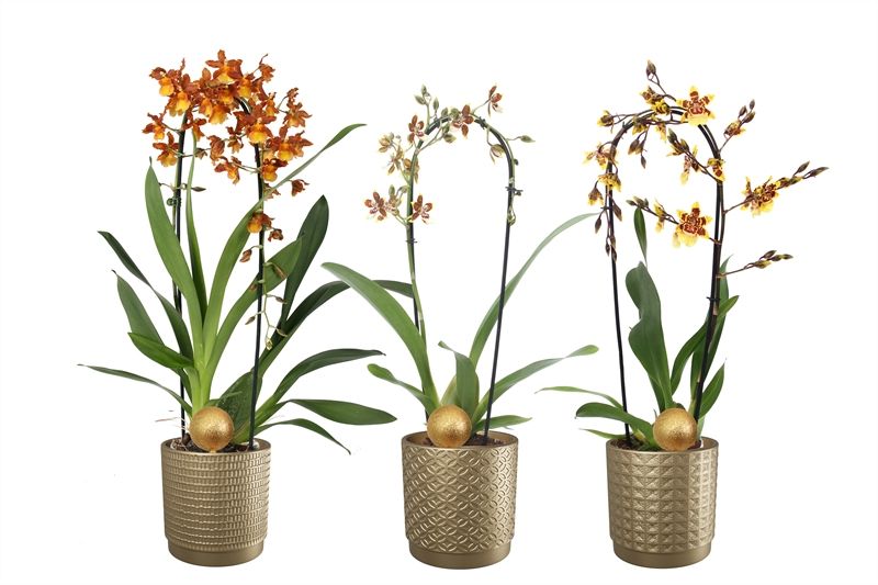 Sarah p12 gold mix Cambria cascade mix 1T10+, D 12