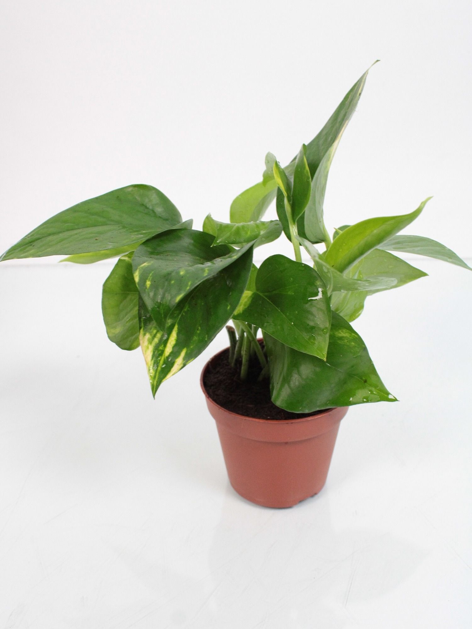 Epipremnum Aureum, D 8,5