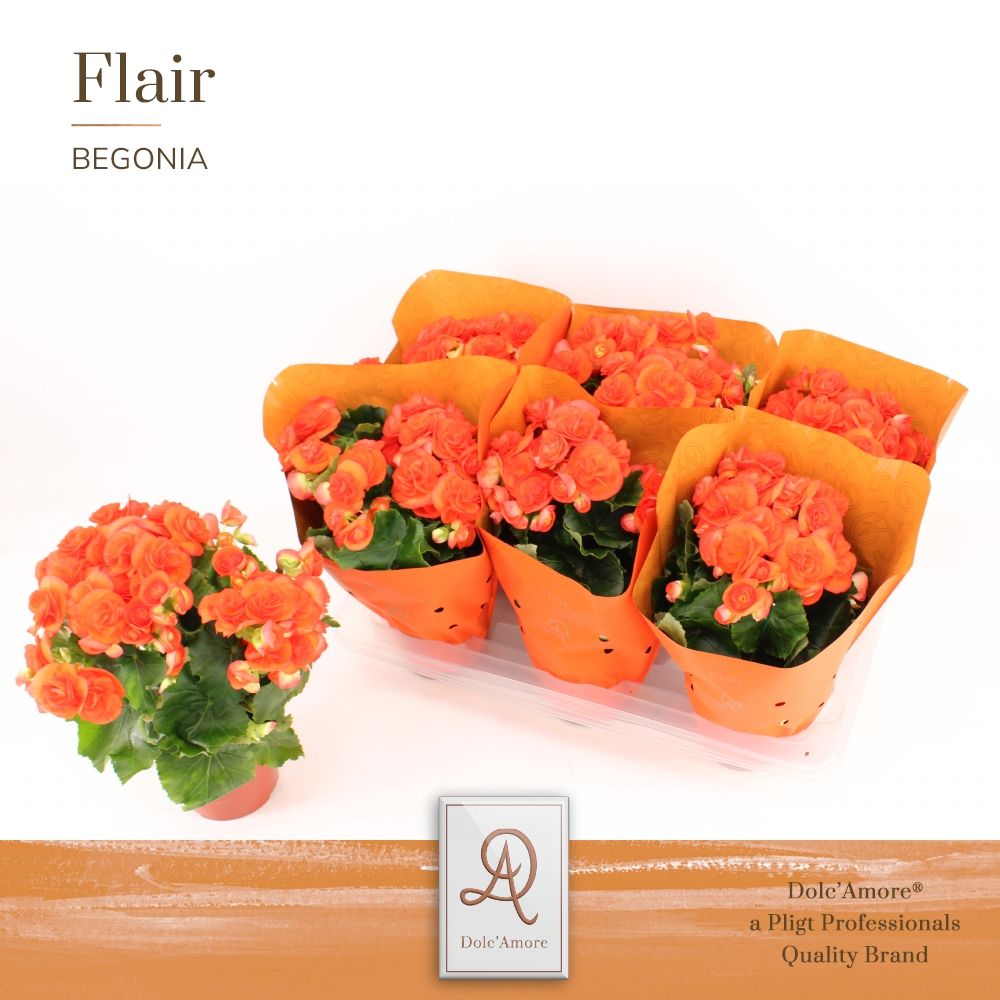 Begonia Reina P14 Dolc'Amore® Flair Metallic, D 14