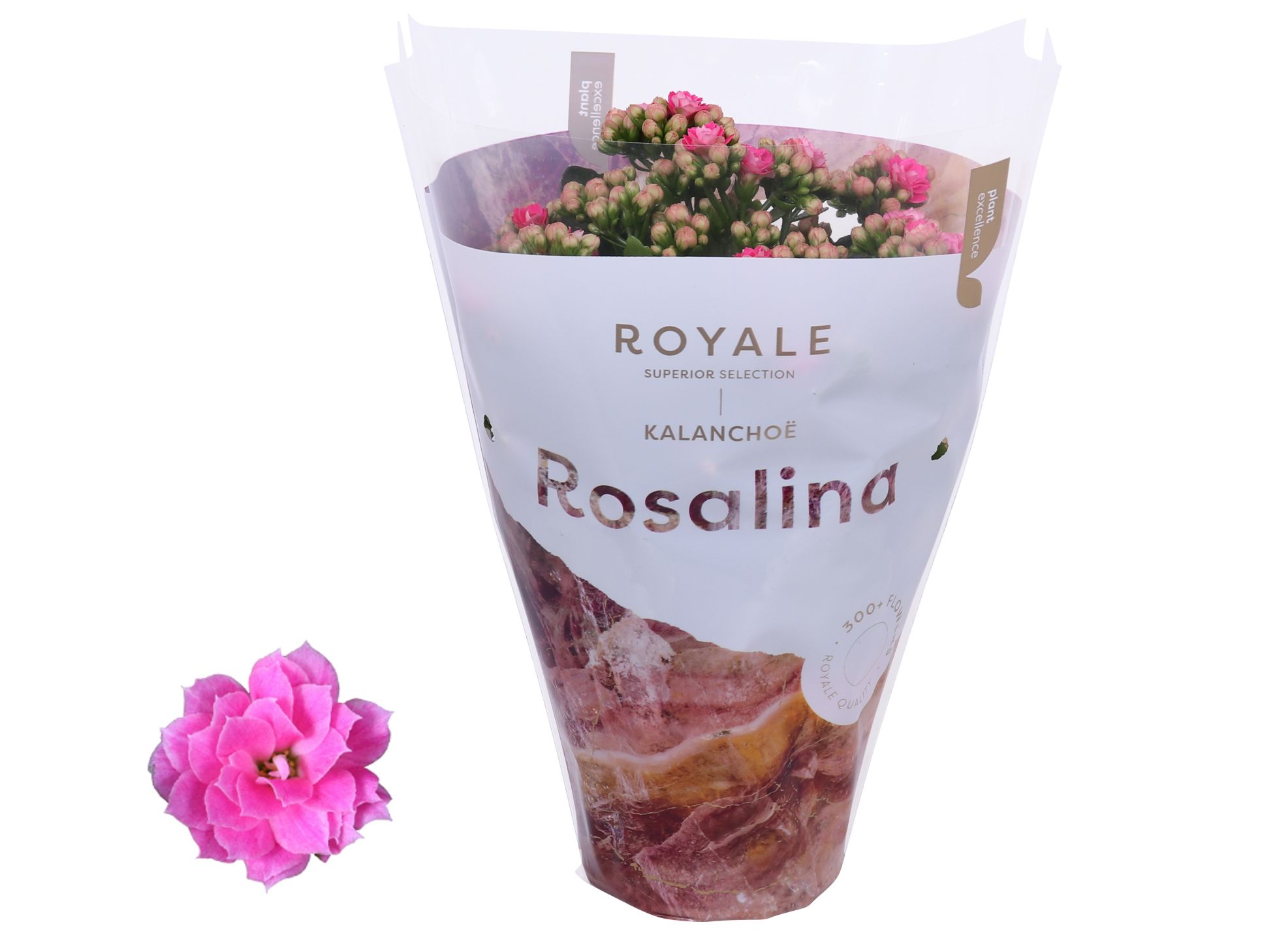 Kalanchoe Rosalina 12cm Royale Nando roze, D 12