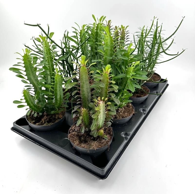 EUPHORBIA-HYBRID 'Mix', D 12