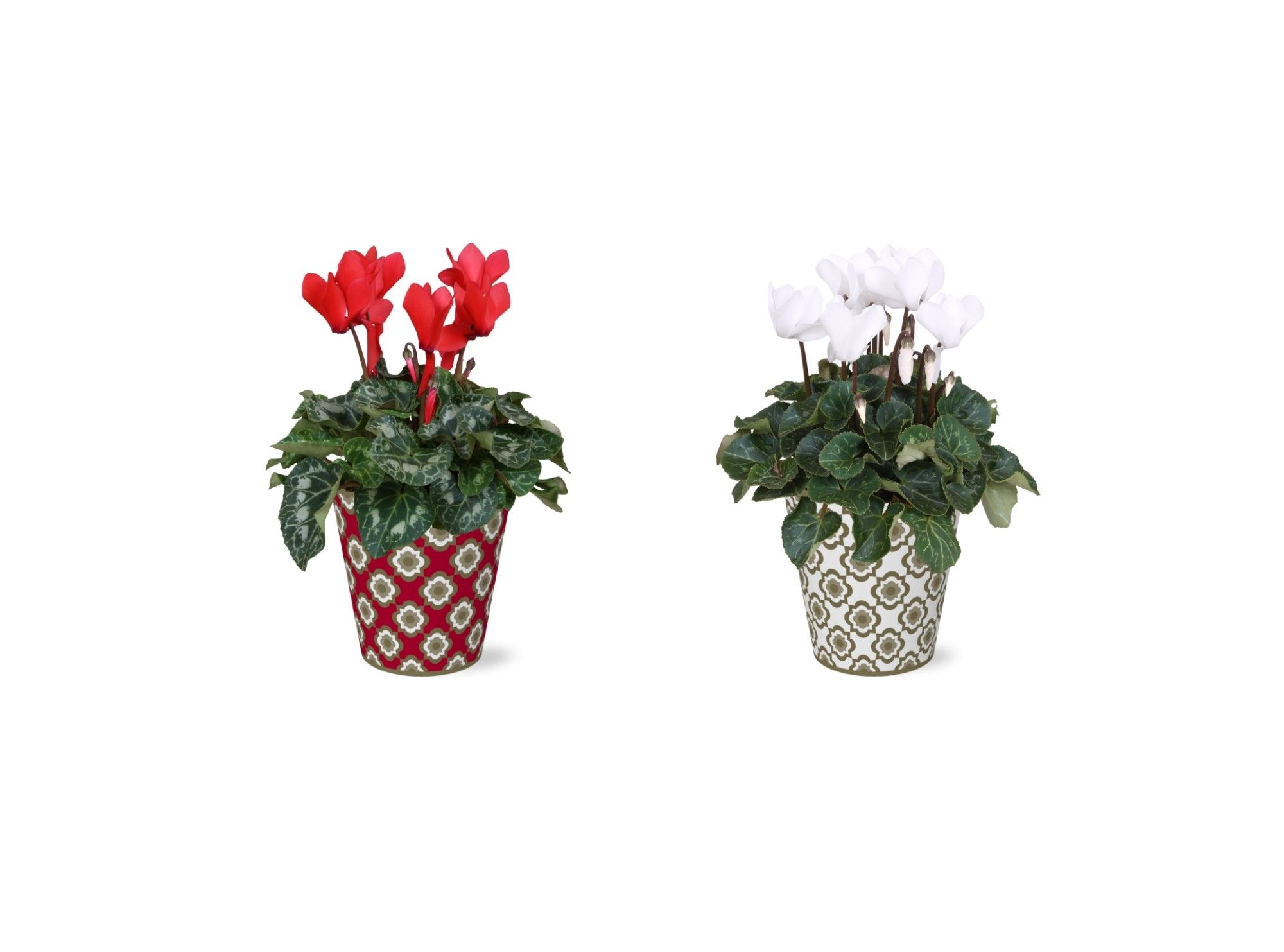 Collectie "Fun World" Cyclamen in Smartcup Jacey rood wit, D 12 cm Collectie "Fun World" Cyclamen in Smartcup Jacey rood wit, D 12 cm