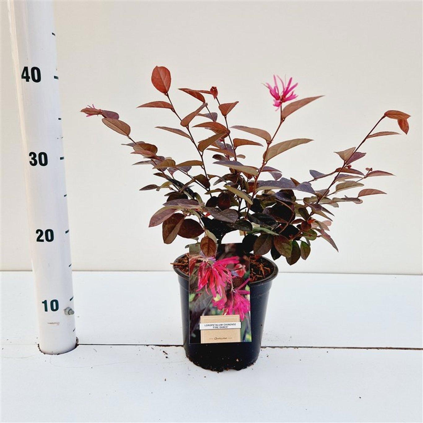 Loropetalum chin. 'Fire Dance', D 15 cm